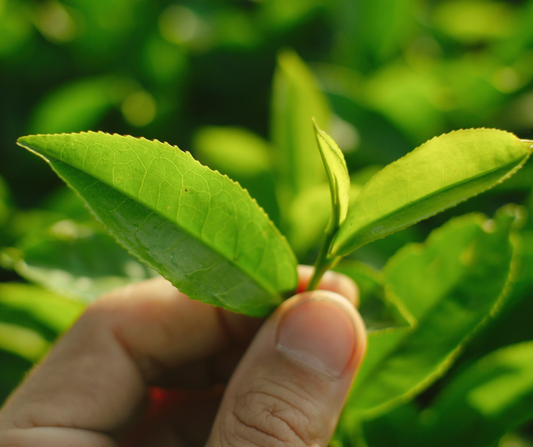 Tea plant bud and leaves